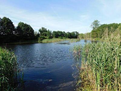Okuniowiec gm. Suwałki działka rolna 1.2ha z własnym stawem.