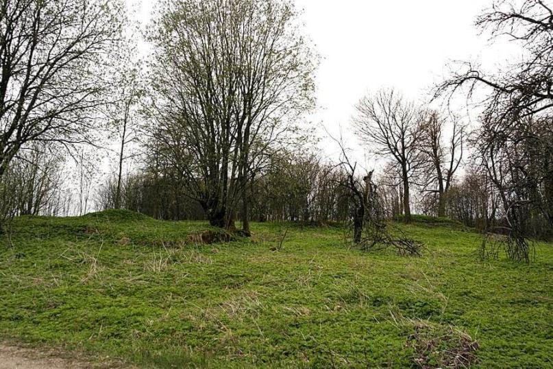 Działka budowlana - starodrzewa, nasadzenia Żyliny